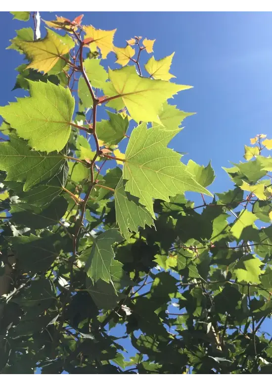 Mongolische-Linde | Tilia mongolica
