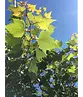 Mongolische-Linde | Tilia mongolica