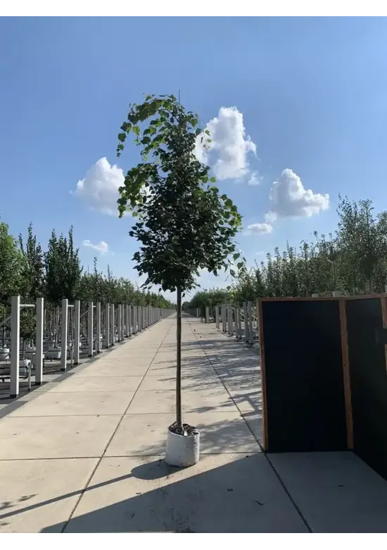 Mongolische-Linde | Tilia mongolica