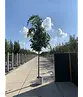 Mongolische-Linde | Tilia mongolica