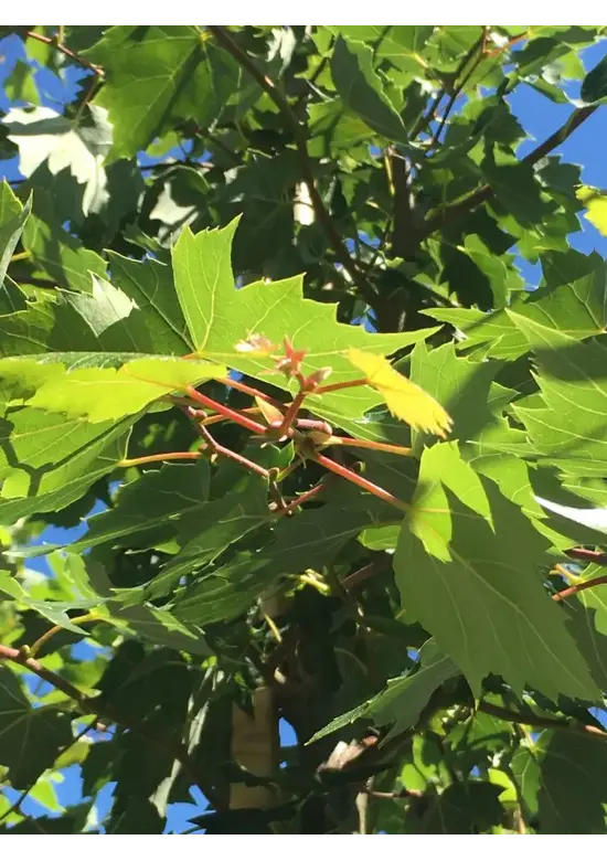 Mongolische-Linde | Tilia mongolica