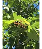 Mongolische-Linde | Tilia mongolica