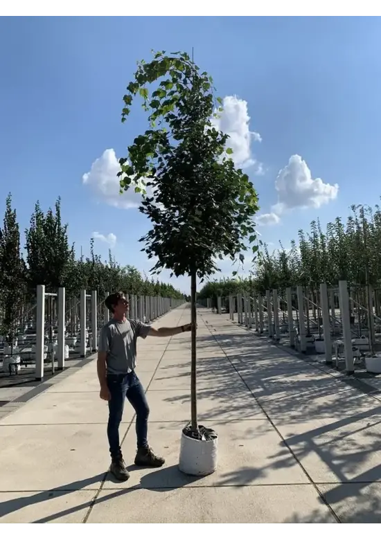 Mongolische-Linde | Tilia mongolica