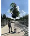 Mongolische-Linde | Tilia mongolica