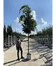 Mongolische-Linde | Tilia mongolica
