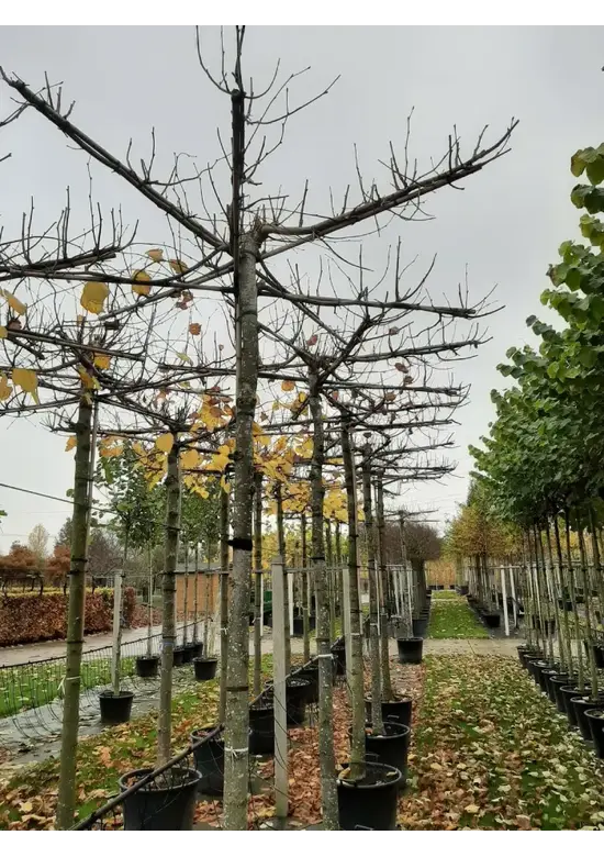 Krimlinde 'Euchlora' Dachbaum | Tilia europaea 'Euchlora'