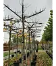 Krimlinde 'Euchlora' Dachbaum | Tilia europaea 'Euchlora'