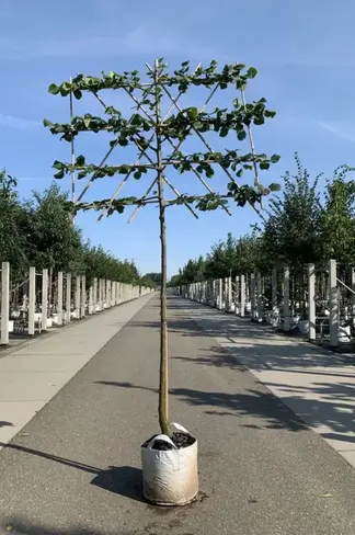Krim-Linde 'Euchlora' - Spalierbaum | Tilia europaea 'Euchlora'