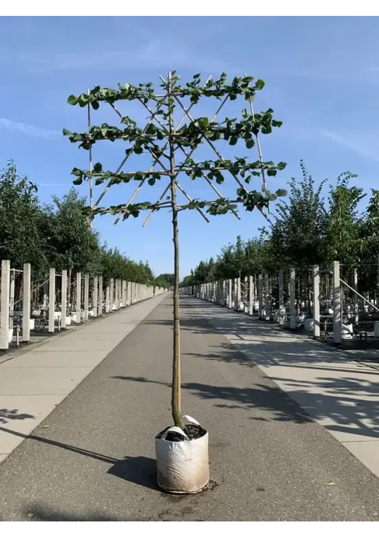 Krim-Linde 'Euchlora' - Spalierbaum | Tilia europaea 'Euchlora'