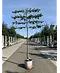 Krim-Linde 'Euchlora' - Spalierbaum | Tilia europaea 'Euchlora'