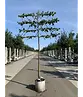 Krim-Linde 'Euchlora' - Spalierbaum | Tilia europaea 'Euchlora'
