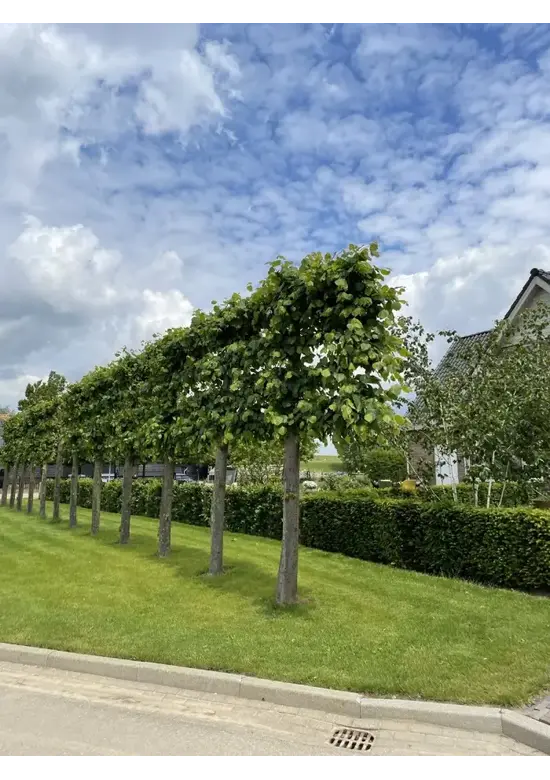 Krim-Linde 'Euchlora' - Spalierbaum | Tilia europaea 'Euchlora'