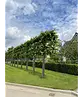 Krim-Linde 'Euchlora' - Spalierbaum | Tilia europaea 'Euchlora'