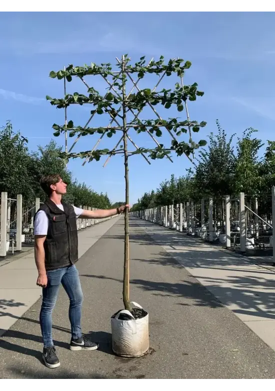 Krim-Linde 'Euchlora' - Spalierbaum | Tilia europaea 'Euchlora'