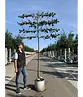 Krim-Linde 'Euchlora' - Spalierbaum | Tilia europaea 'Euchlora'
