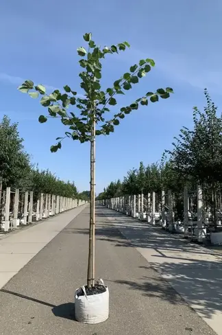 Holländische Linde | Tilia europaea