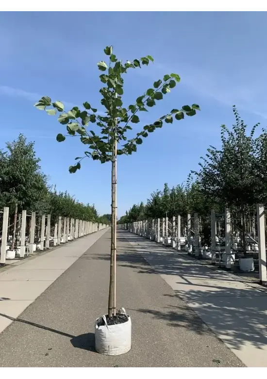 Holländische Linde | Tilia europaea
