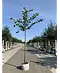 Holländische Linde | Tilia europaea