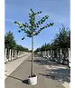 Holländische Linde | Tilia europaea