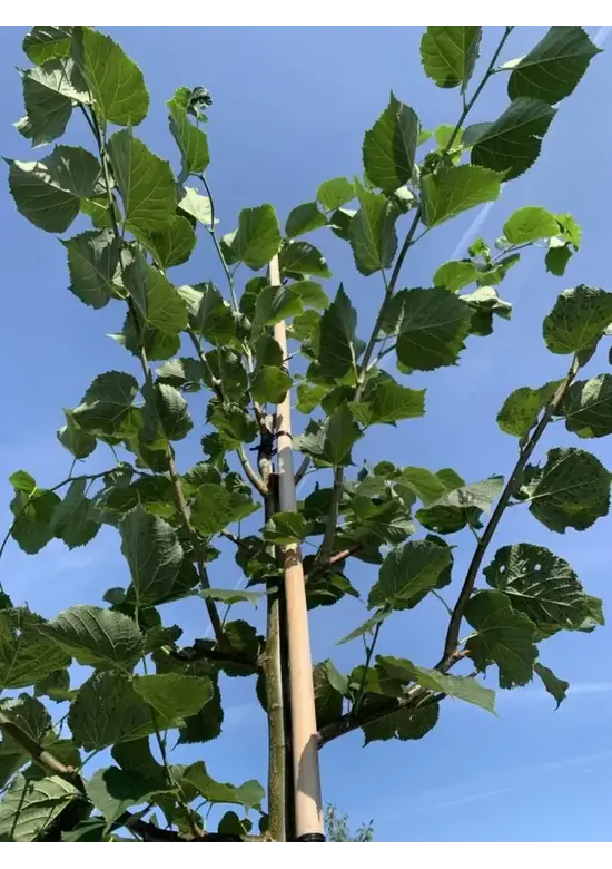 Holländische Linde | Tilia europaea