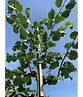 Holländische Linde | Tilia europaea