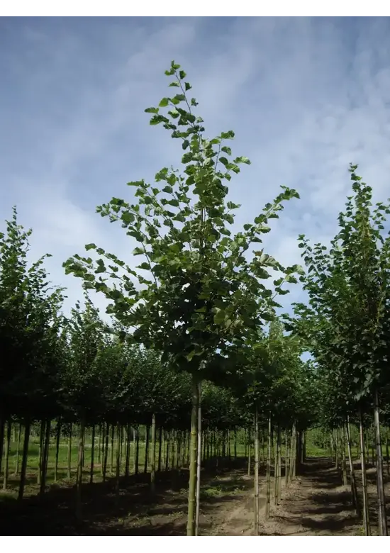 Holländische Linde | Tilia europaea