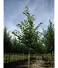 Holländische Linde | Tilia europaea