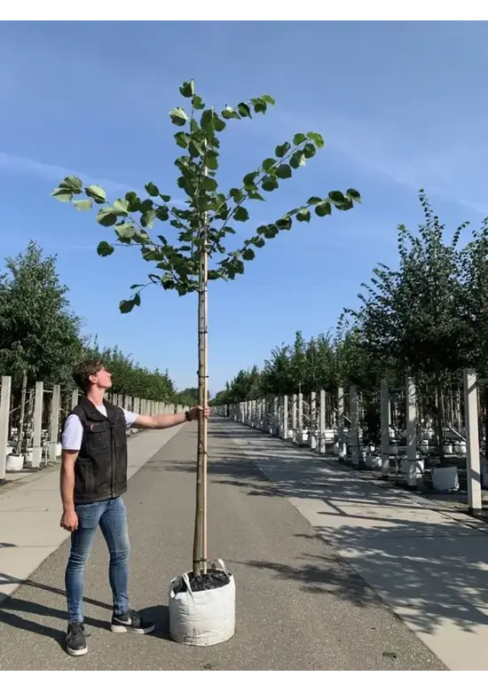 Holländische Linde | Tilia europaea
