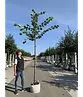 Holländische Linde | Tilia europaea