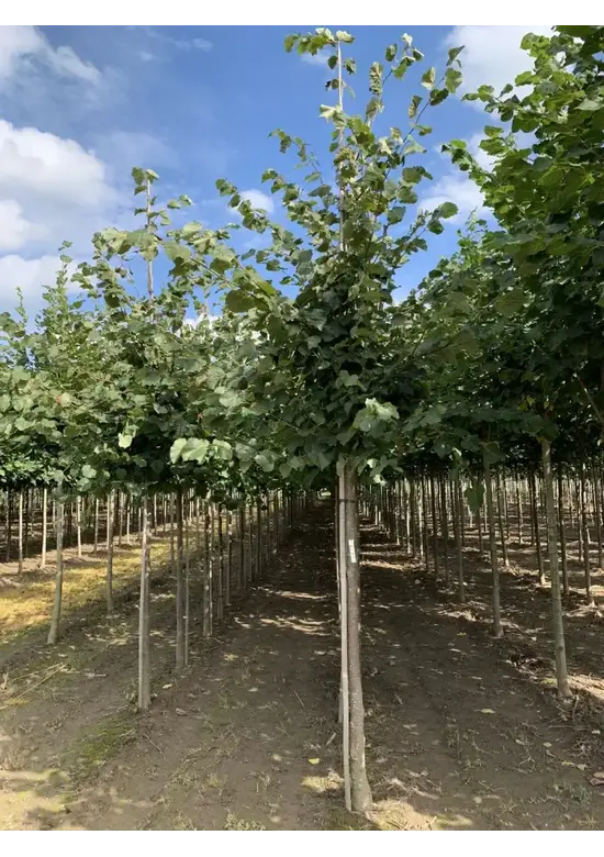 Holländische Linde | Tilia europaea