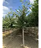 Holländische Linde | Tilia europaea