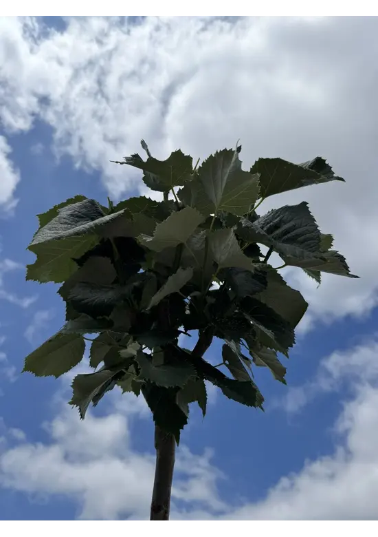 Kugel Silberlinde 'Silver Globe' | Tilia cordata 'Silver Globe'