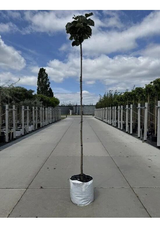 Kugel Silberlinde 'Silver Globe' | Tilia cordata 'Silver Globe'