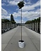 Kugel Silberlinde 'Silver Globe' | Tilia cordata 'Silver Globe'