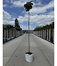 Kugel Silberlinde 'Silver Globe' | Tilia cordata 'Silver Globe'