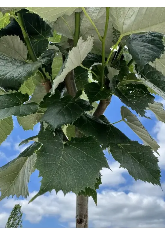 Kugel Silberlinde 'Silver Globe' | Tilia cordata 'Silver Globe'