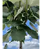 Kugel Silberlinde 'Silver Globe' | Tilia cordata 'Silver Globe'