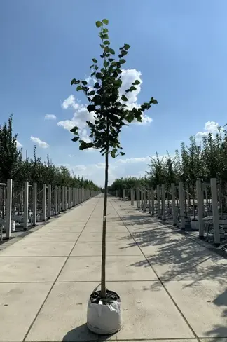 Krimlinde 'Euchlora' | Tilia europaea 'Euchlora'