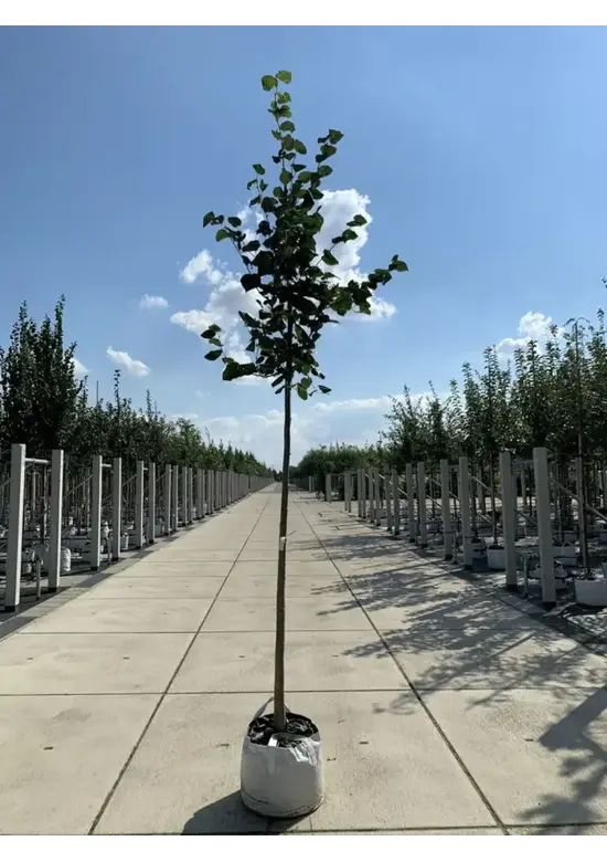 Krimlinde 'Euchlora' | Tilia europaea 'Euchlora'