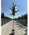 Krimlinde 'Euchlora' | Tilia europaea 'Euchlora'