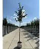 Krimlinde 'Euchlora' | Tilia europaea 'Euchlora'