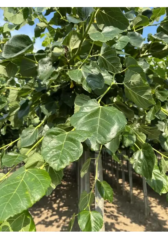 Krimlinde 'Euchlora' | Tilia europaea 'Euchlora'