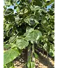 Krimlinde 'Euchlora' | Tilia europaea 'Euchlora'