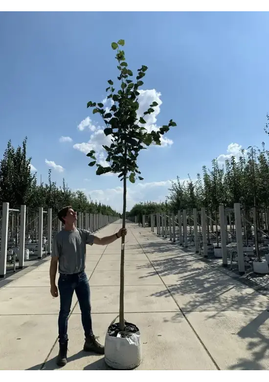 Krimlinde 'Euchlora' | Tilia europaea 'Euchlora'