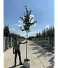 Krimlinde 'Euchlora' | Tilia europaea 'Euchlora'