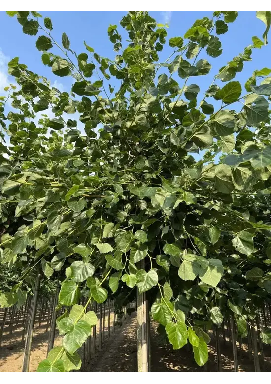 Krimlinde 'Euchlora' | Tilia europaea 'Euchlora'
