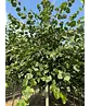 Krimlinde 'Euchlora' | Tilia europaea 'Euchlora'