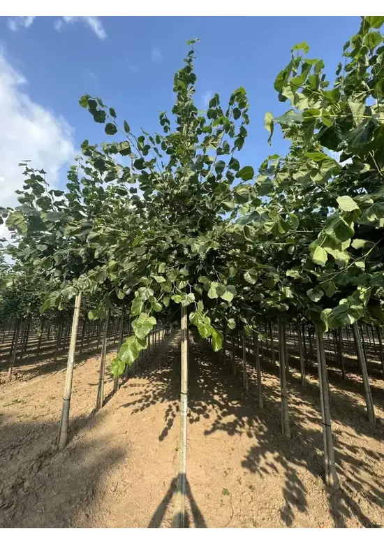 Krimlinde 'Euchlora' | Tilia europaea 'Euchlora'