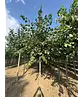 Krimlinde 'Euchlora' | Tilia europaea 'Euchlora'