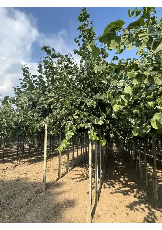 Krimlinde 'Euchlora' | Tilia europaea 'Euchlora'